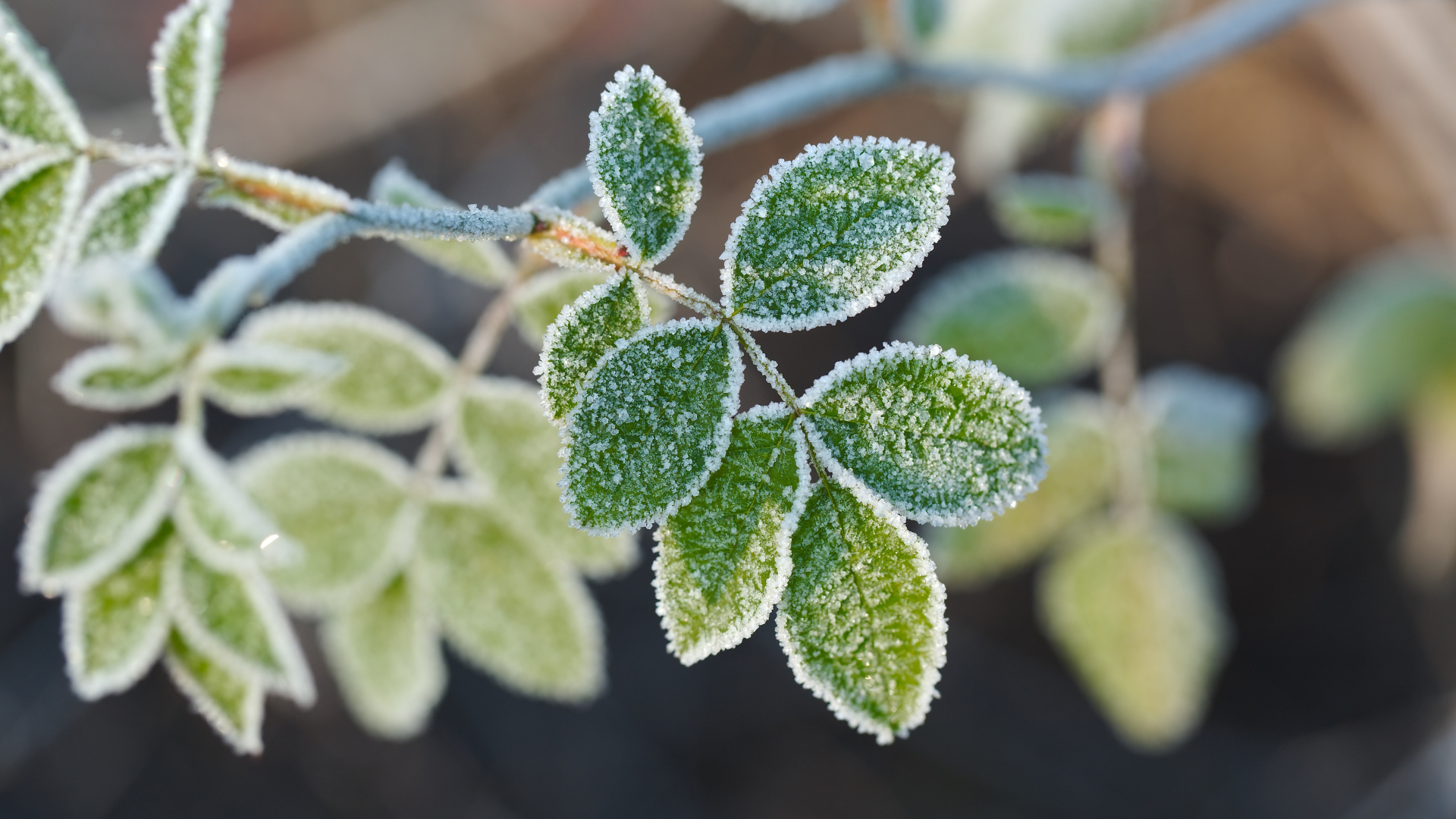 Millcreek Gardens-Salt Lake City-Utah-Preparing the Garden for Frost-frost on leaves