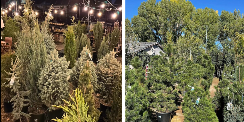 Millcreek Gardens-Salt Lake City-Utah-How to Care for Live Potted, Fresh-Cut Christmas Trees-assorted evergreen trees