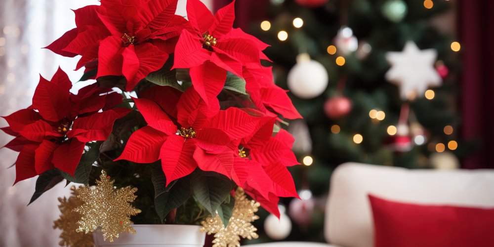 Millcreek Gardens-Salt Lake City-Utah-How to Care for Live Potted, Fresh-Cut Christmas Trees-red poinsettia