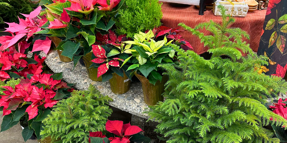 Millcreek Gardens-Salt Lake City-Utah-Style Guide for The Holidays-Christmas plants
