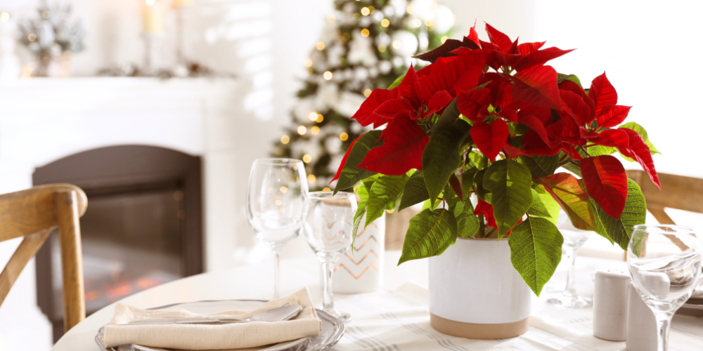 Millcreek Gardens-Salt Lake City-Utah-Style Guide for The Holidays-poinsettia on table