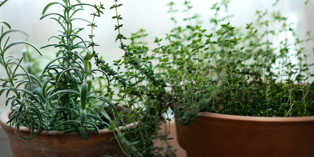 Millcreek Gardens-Salt Lake City-Utah-Using Herbs in Holiday Cooking-indoor potted herbs Millcreek Gardens-Salt Lake City-Utah-Using Herbs in Holiday Cooking-indoor potted herbs