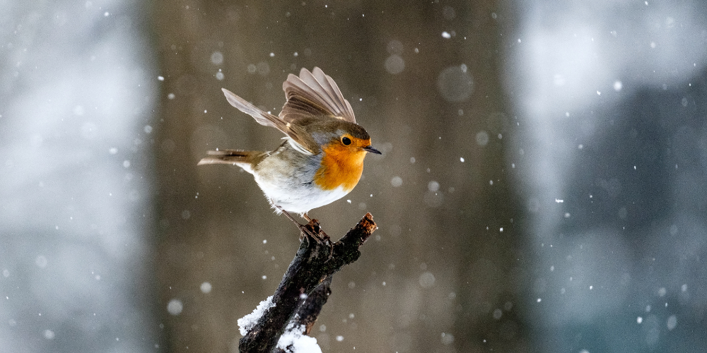 Millcreek Gardens-Salt Lake City Utah-Guide to Winter Bird Feeding-bird in the snow