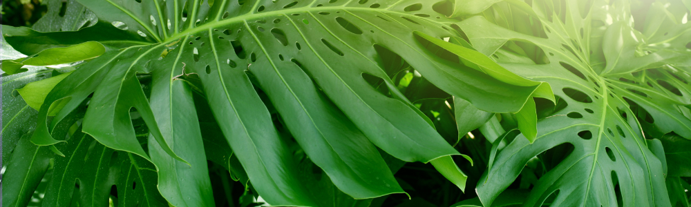 Millcreek Gardens-Salt Lake City-Utah-Monstera Madness banner