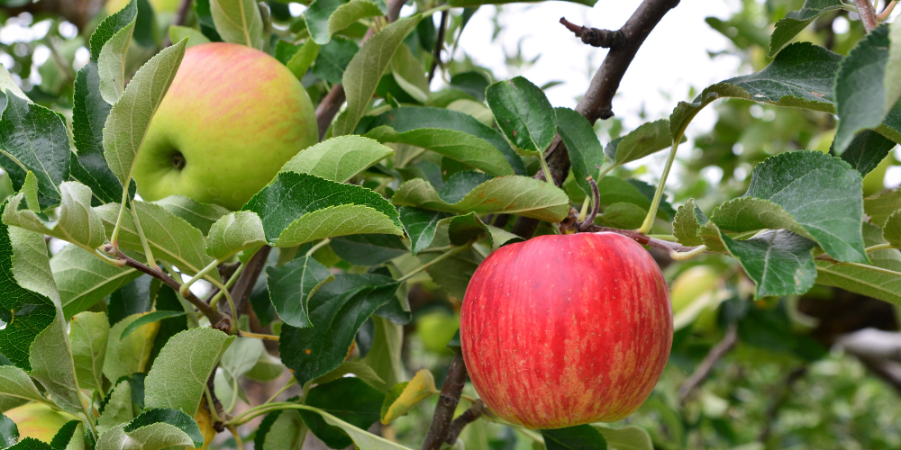 Millcreek Gardens-Salt Lake City-Utah-Fruit Trees for Salt Lake City-honeycrisp apple
