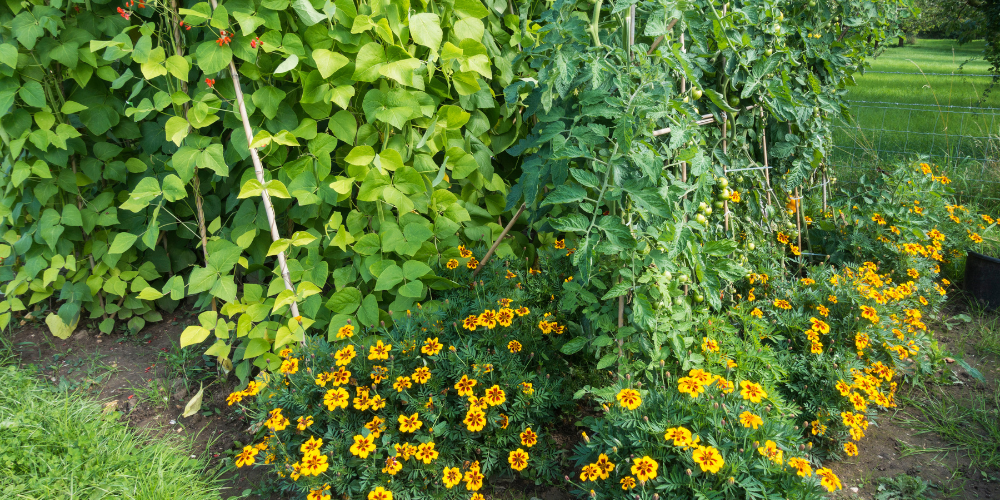Millcreek Gardens-Salt Lake City-Utah-Spring Planting Guide-companion planting marigolds-beans