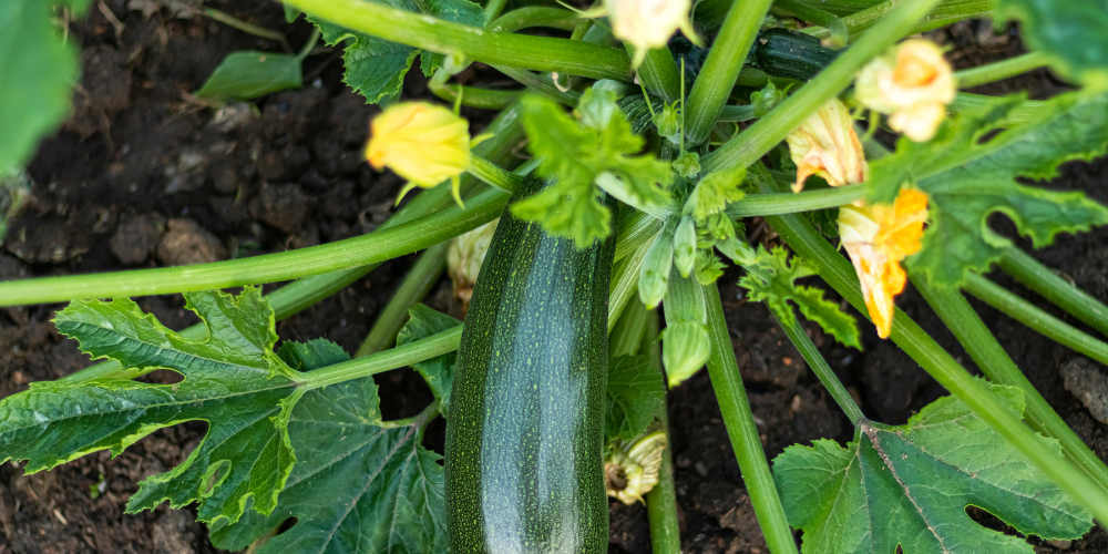 Millcreek Gardens-Salt Lake City-Utah-Spring Planting Guide-zucchini
