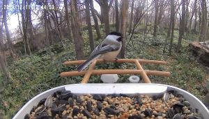 Millcreek-Gardens-Salt-Lake-City-Utah-Bird-Feeder-Banter-Black-Capped-Chickadee-on-Feeder