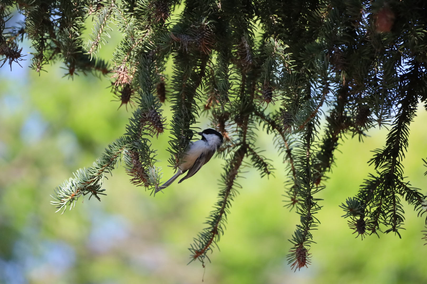 Feeder-Banter-Black-Capped-Chickadee