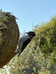 Millcreek-Gardens-Salt-Lake-City-Utah-Bird-Feeder-Banter-Male-Downy-Woodpecker-