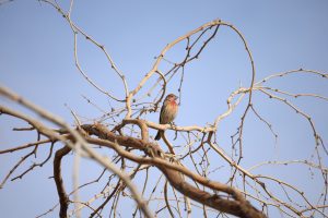 Millcreek-Gardens-Salt-Lake-City-Utah-Bird-Feeder-Banter-Male-House-Finch