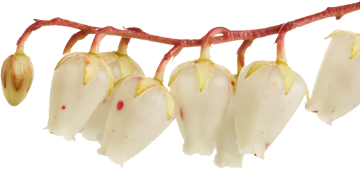 section3-right-bg Flowers from Nursery